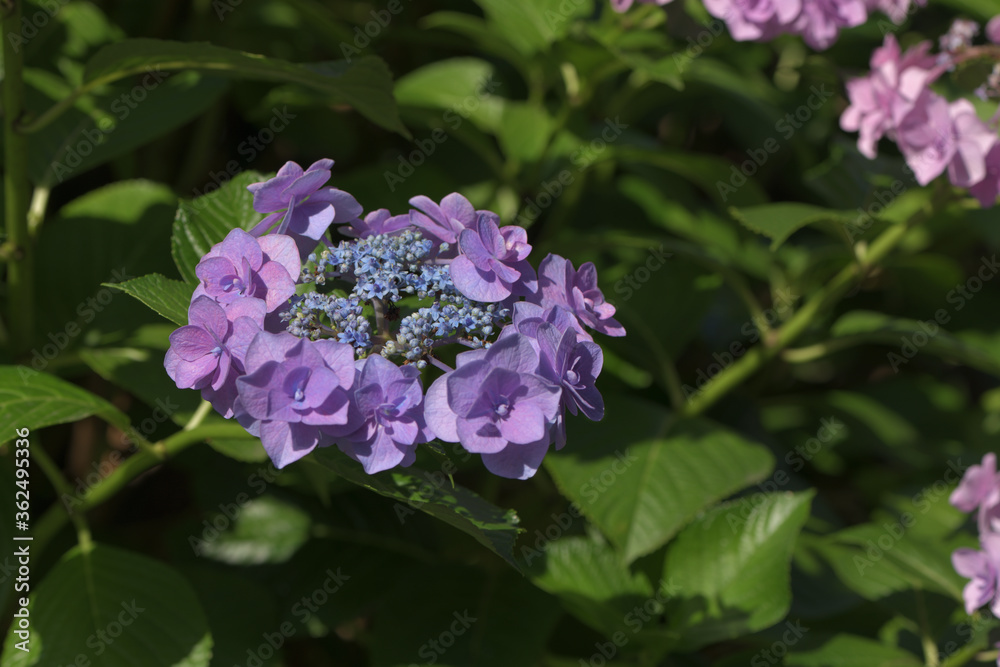 Beautiful Japanese flowers such as bridal bouquets and flower arrangements, hydrangeas Beautiful Japanese flowers such as bridal bouquets and flower arrangements, hydrangeas