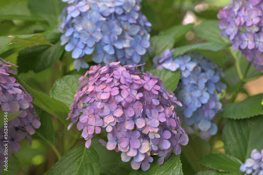 Beautiful Japanese flowers such as bridal bouquets and flower arrangements, hydrangeas Beautiful Japanese flowers such as bridal bouquets and flower arrangements, hydrangeas