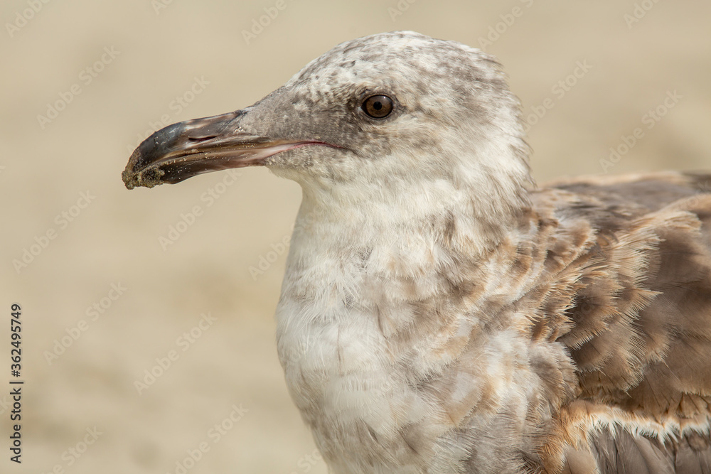 Close up image of a California Gull, looking at the camera, with blurred sandy background at a beach Close up image of a California Gull, looking at the camera, with blurred sandy background at a beach