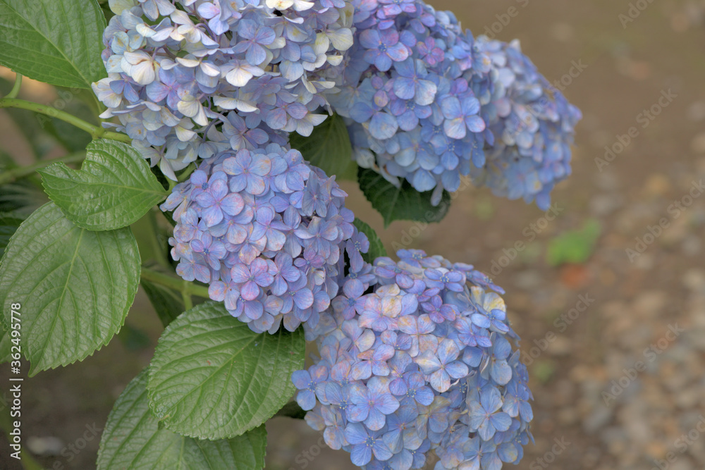 Beautiful Japanese flowers such as bridal bouquets and flower arrangements, hydrangeas Beautiful Japanese flowers such as bridal bouquets and flower arrangements, hydrangeas