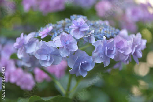 Beautiful Japanese flowers such as bridal bouquets and flower arrangements  hydrangeas