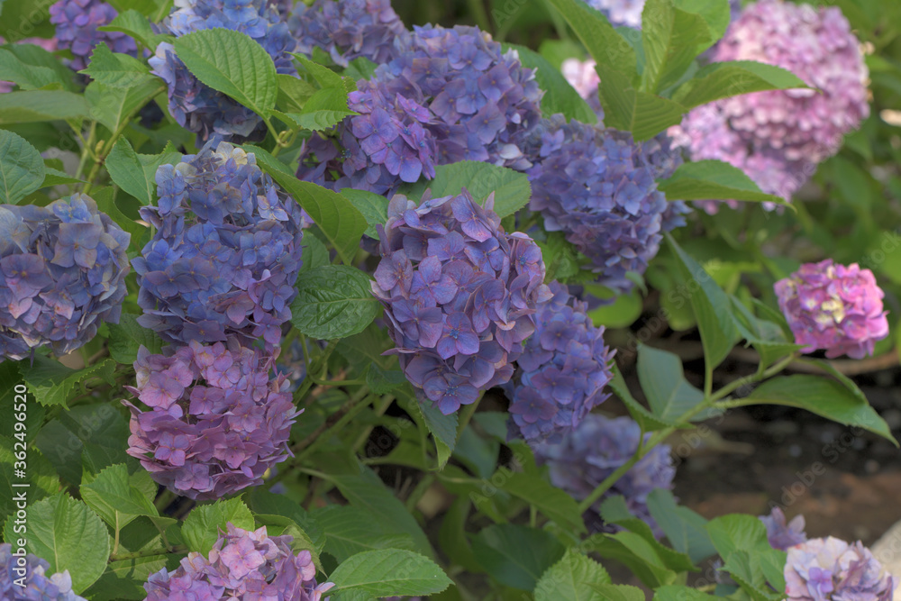 Beautiful Japanese flowers such as bridal bouquets and flower arrangements, hydrangeas Beautiful Japanese flowers such as bridal bouquets and flower arrangements, hydrangeas