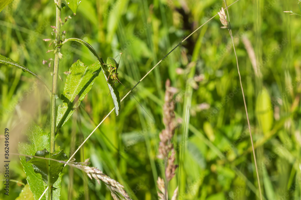 Green grasshopper with long tentacles on a blade of grass in a meadow. Green grasshopper with long tentacles on a blade of grass in a meadow.