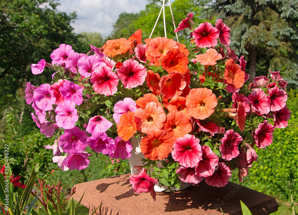 Petunien,Petunia,in verschiedenen Farben Petunien,Petunia,in verschiedenen Farben