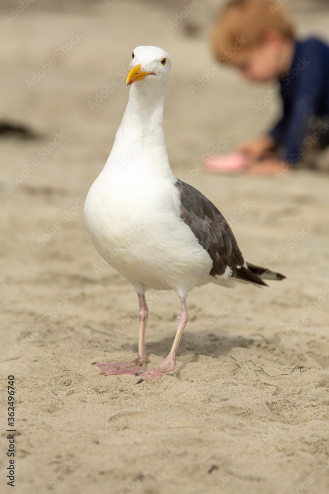 Obraz premium Close up image of a California Gull, looking at the camera, with blurred sandy background at a beach