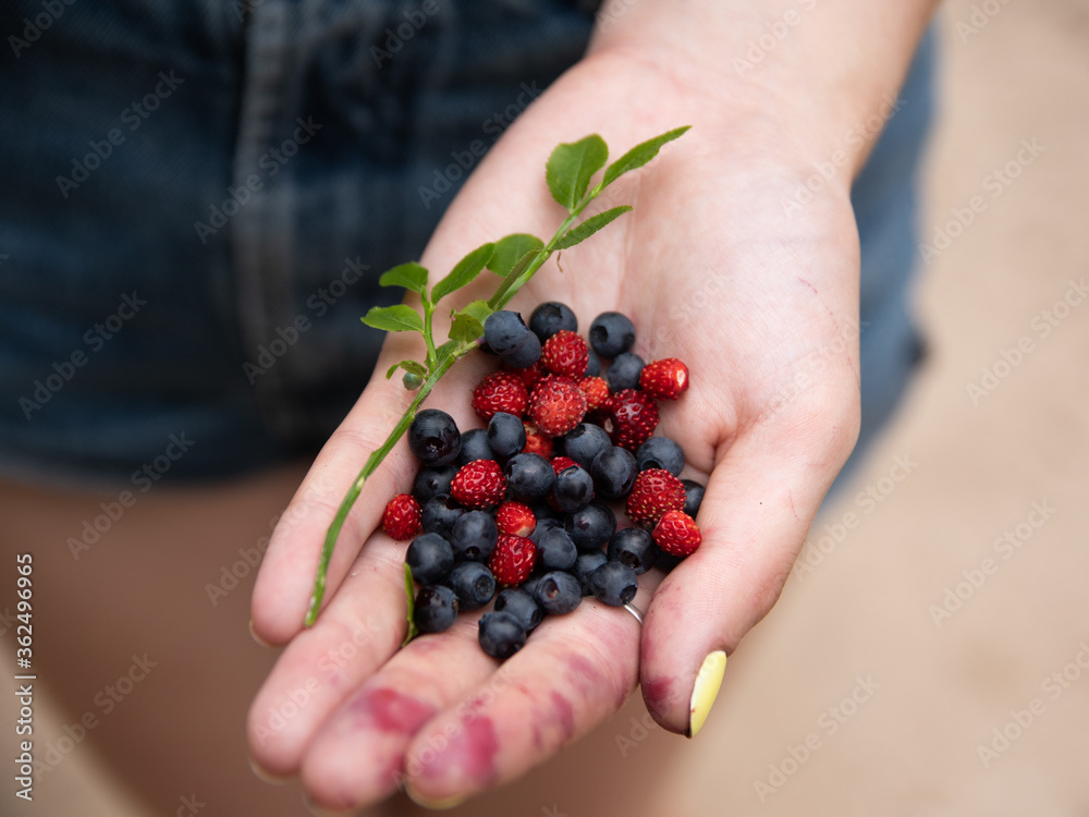 a young girl holds a mixture of wild strawberries and blueberries in her hand. summer time a young girl holds a mixture of wild strawberries and blueberries in her hand. summer time