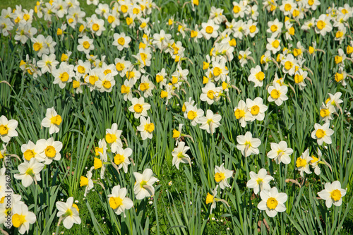 Blühende weiße Narzissen, Narcissus, im Frühling