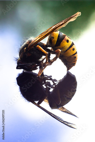 Honey bee with reflection in the mirror photo