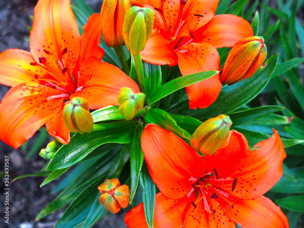 orange Lily blooms beautifully in a flower bed in the garden