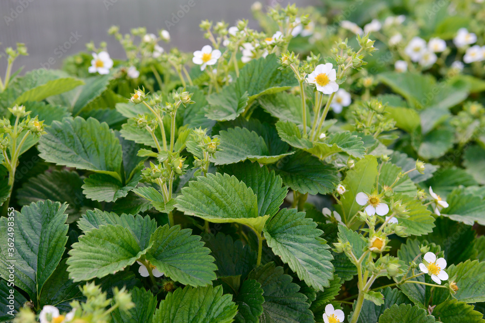 Photo of flowering strawberry bushes in the garden Photo of flowering strawberry bushes in the garden