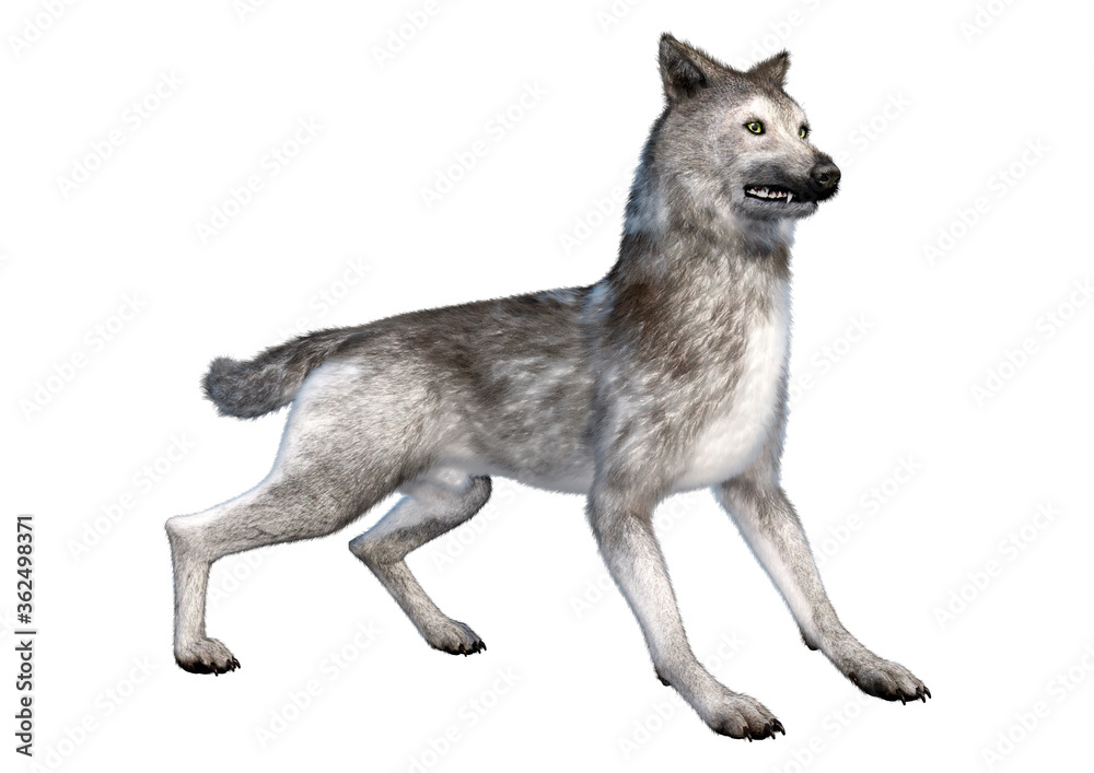 3D Rendering Gray Wolf on White 3D Rendering Gray Wolf on White