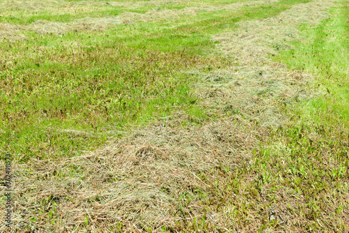 Freshly mown grass is dried in a clearing © alexnikit