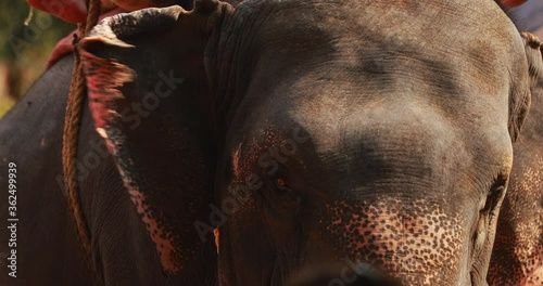 Goa, India. Close View Of Elephant Cow. Walking Elephant