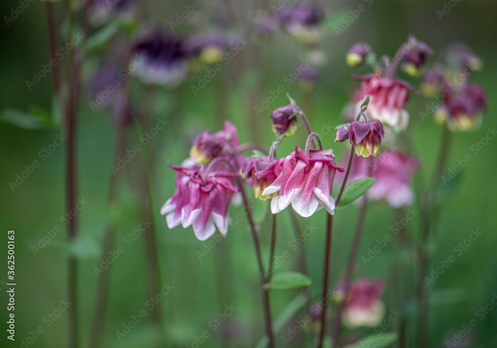 Aquilegia vulgaris or columbine blossoming in a spring garden close up romantic view. Aquilegia vulgaris or columbine blossoming in a spring garden close up romantic view.