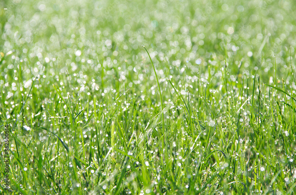 Texture for the background. Background of green grass Texture for the background. Background of green grass