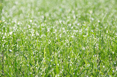 Texture for the background. Background of green grass