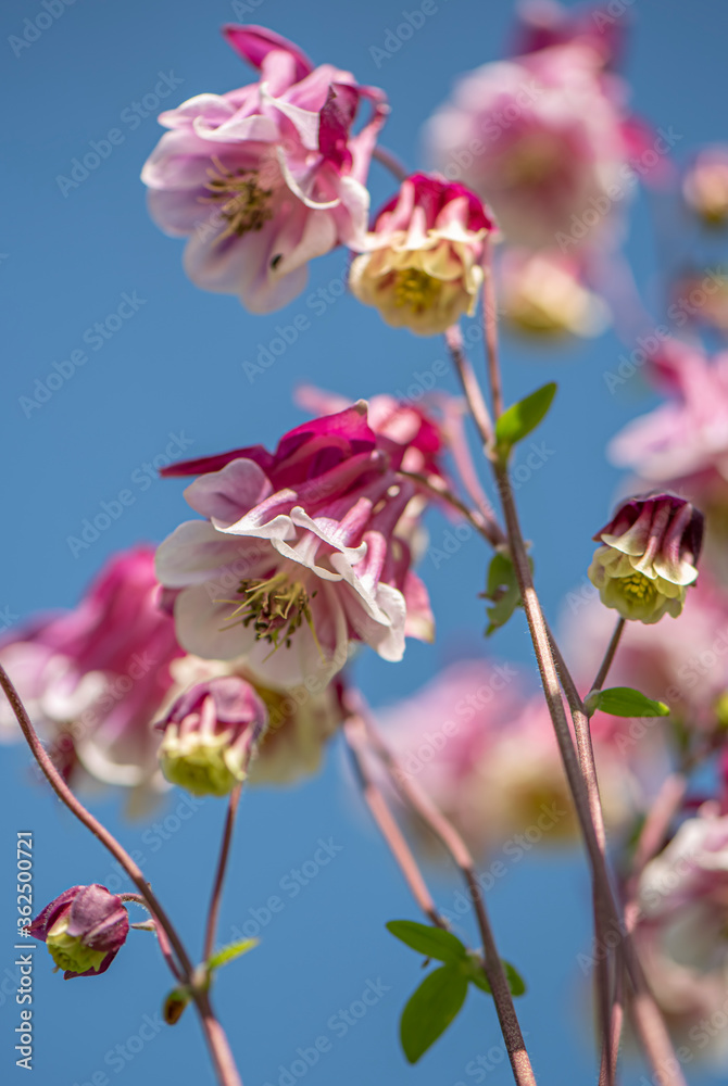 Aquilegia vulgaris or columbine blossoming in a spring garden close up romantic view. Aquilegia vulgaris or columbine blossoming in a spring garden close up romantic view.