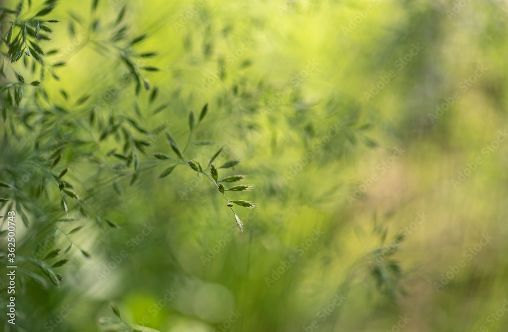 Beautiful light close up ecology nature meadow landscape as abstract grass background. Beautiful light close up ecology nature meadow landscape as abstract grass background.