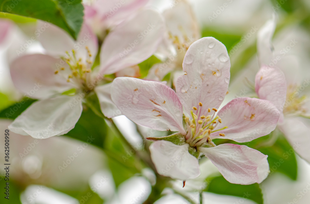 Fototapeta premium White and pink flowers apple tree blossom close-up spring time