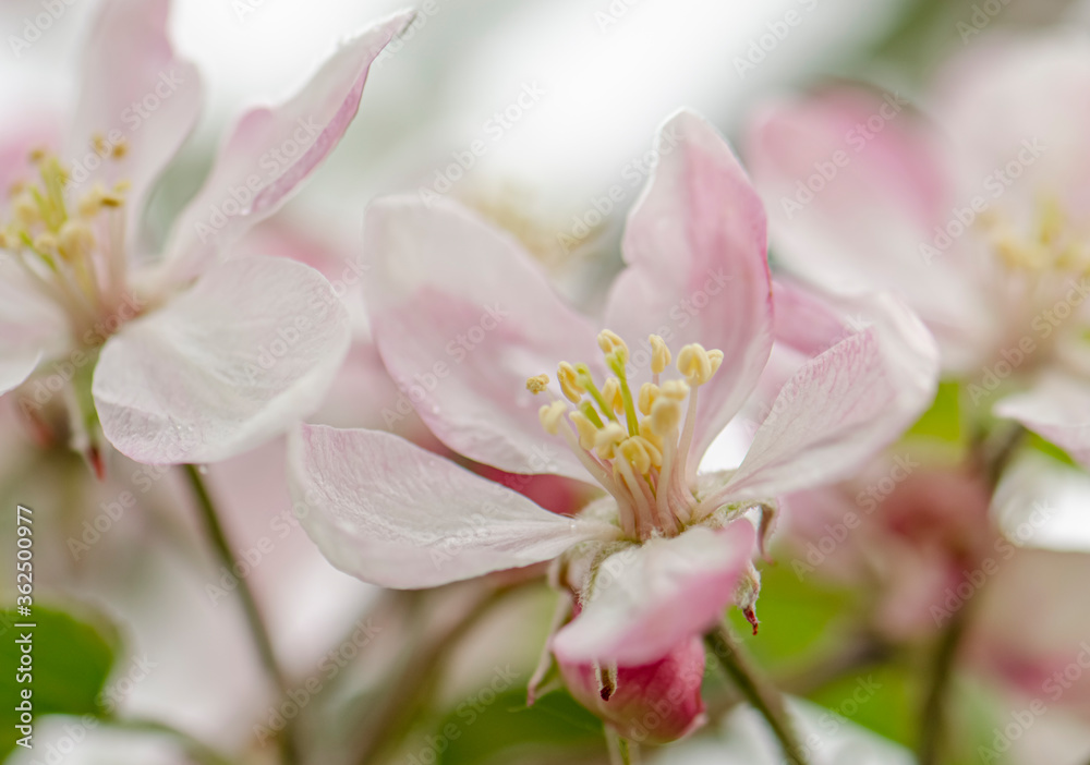 White and pink flowers apple tree blossom close-up spring time White and pink flowers apple tree blossom close-up spring time