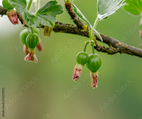 The gooseberry, with scientific names Ribes uva-crispa, is a species of Ribes. 