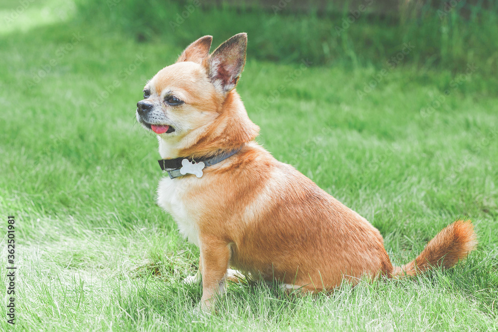funny cute red brown dog chihuahua sitting on a green lawn, sticking out his tongue 