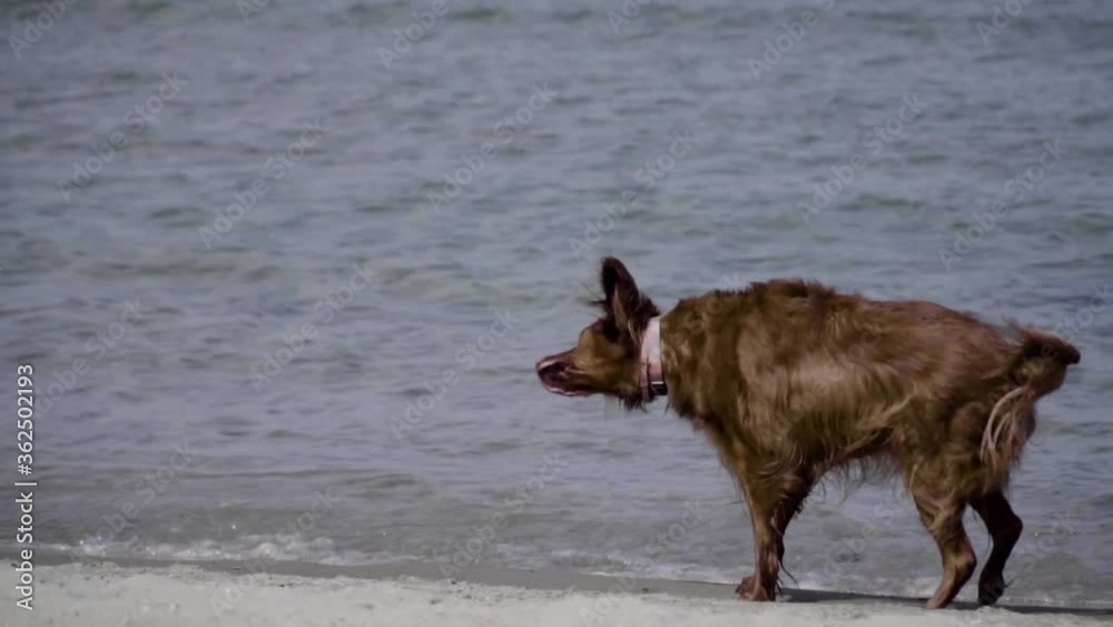 Brown dog shaking off his body after a splash in the sea waves. Beach walk in slow motion Brown dog shaking off his body after a splash in the sea waves. Beach walk in slow motion