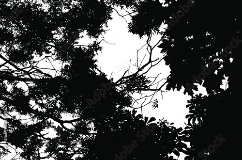 Tree leaves. Forest nature backdrop.Grunge texture. Grunge black and white vector overlay. Grungy grainy surface.