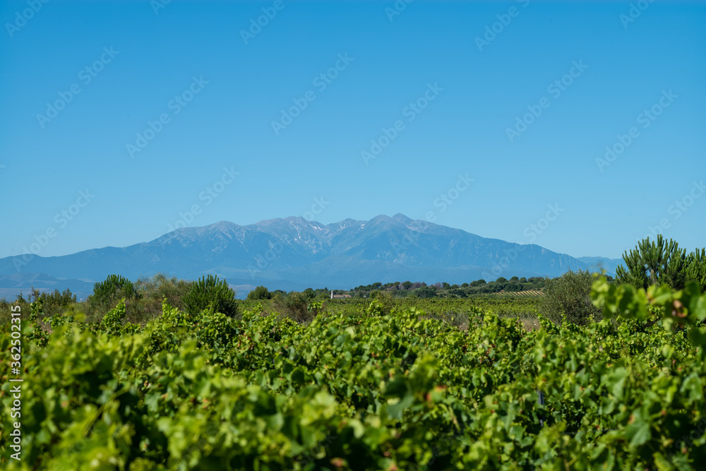 vineyard in france,  Canigou Mountain