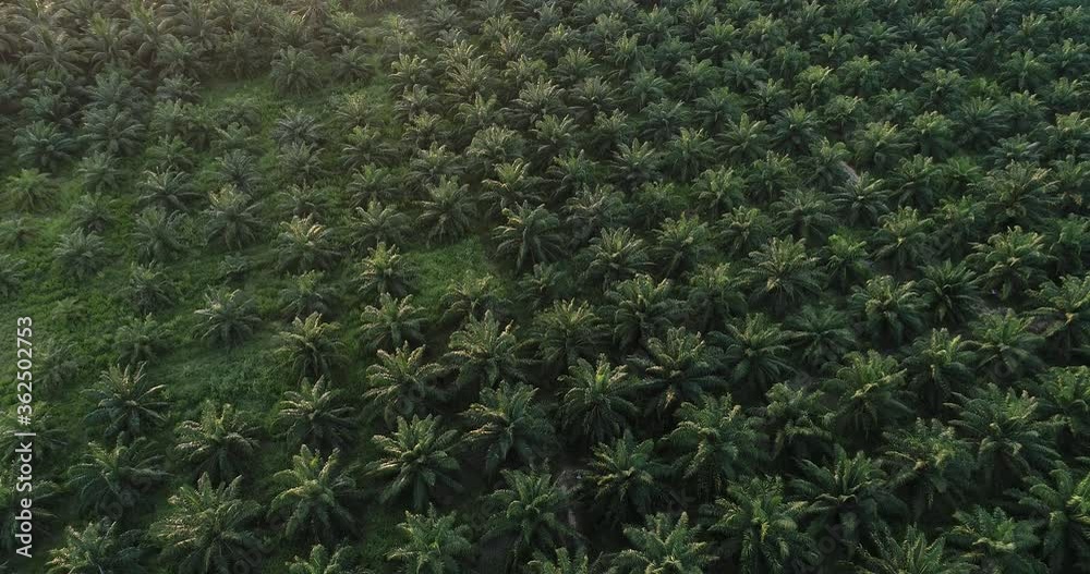 Palm oil plantation field sunrise agricultural industry and food concept Palm oil plantation field sunrise agricultural industry and food concept