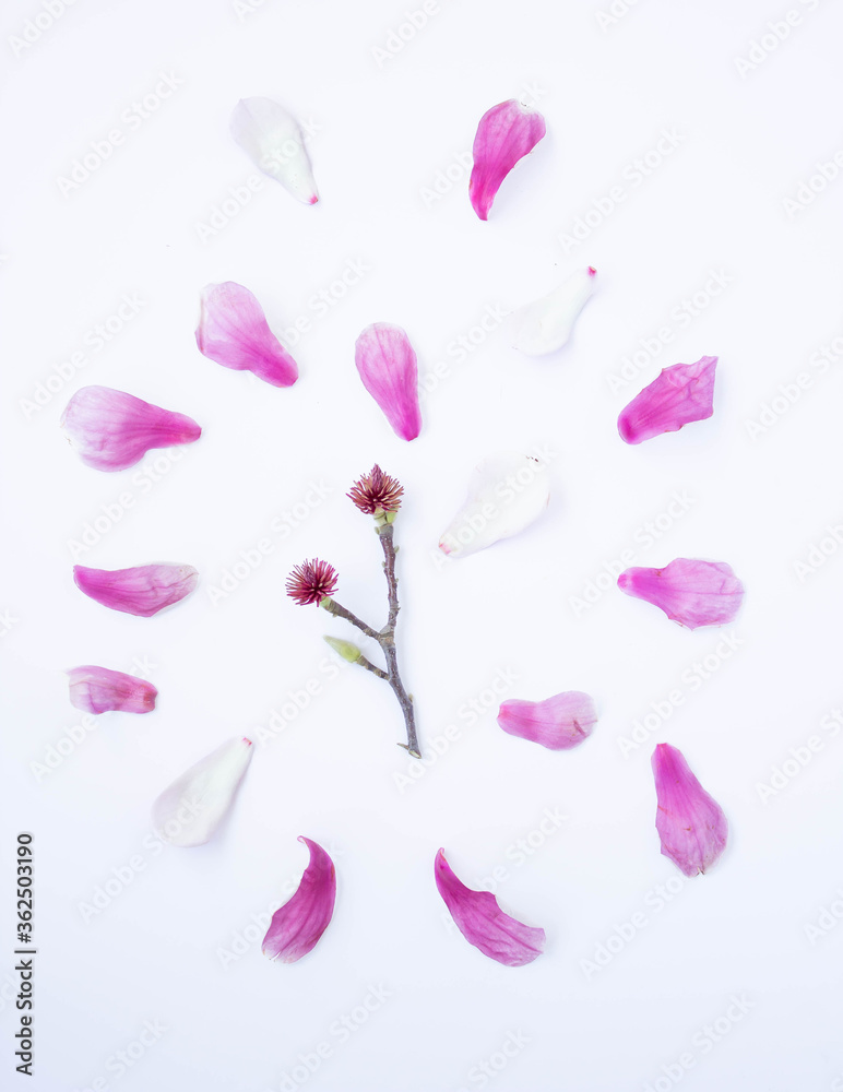 Magnolia Tree Flowers and blooms isolated on a white background Magnolia Tree Flowers and blooms isolated on a white background