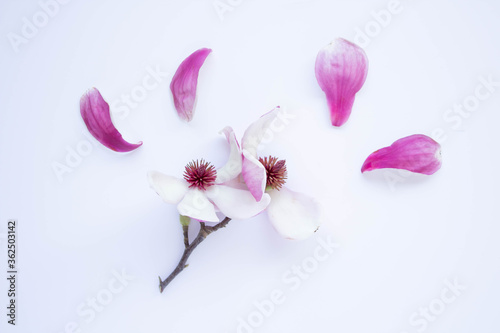 Magnolia Tree Flowers and blooms isolated on a white background