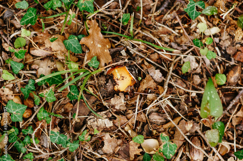 Caesar mushroom - Amanita caesarea in the grass in the autumn forest. Edible fungus of the Amanitaceae family - Amanitaceae. An mushroom-like mushroom from the fly agaric family. © Nadtochiy