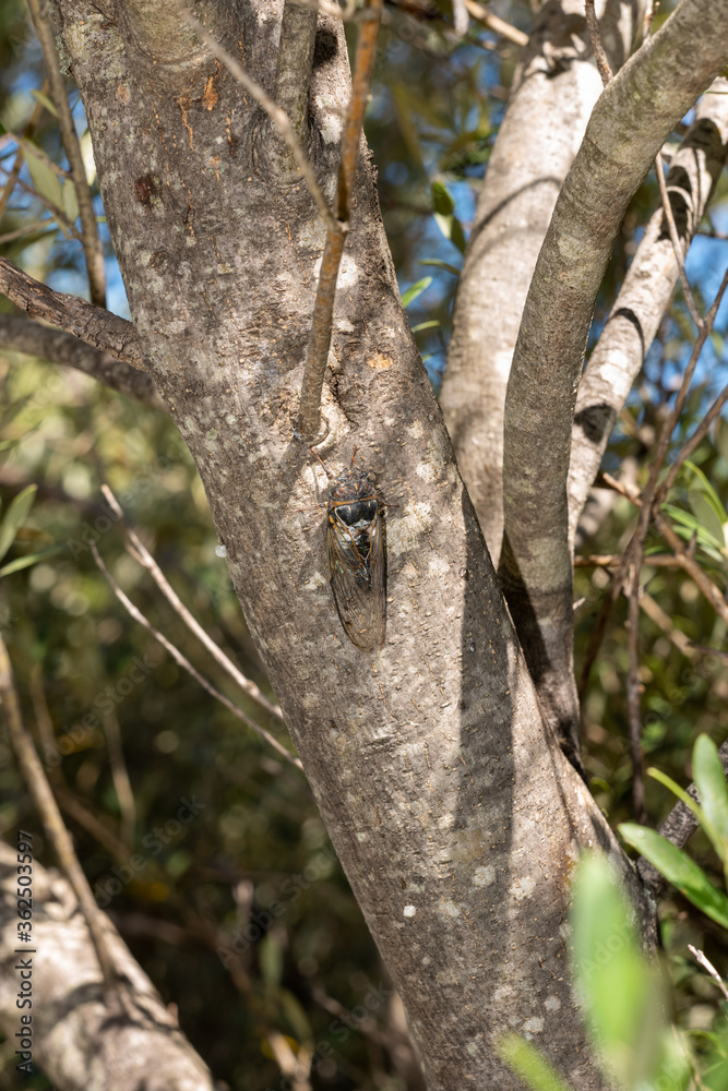 Fototapeta premium cicada on an olive trunk