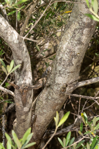cicada on a tree