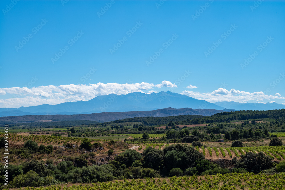 Obraz premium vineyard in france