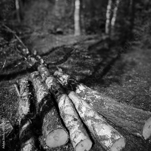 Polish woodland landscape in Baltic Sea, Debki, Poland.