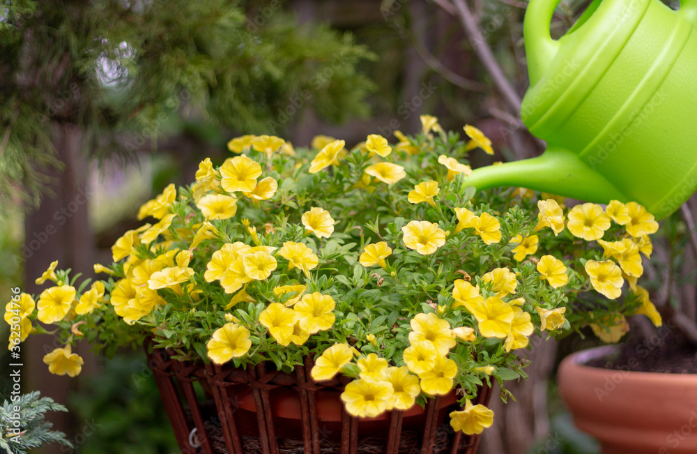 Watering flowers in the garden with a watering can. Yellow petunia in a wicker pot. Favorite garden