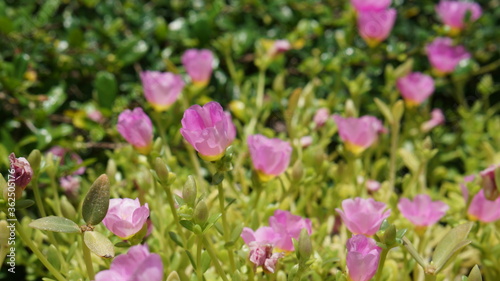pink tulips in spring
