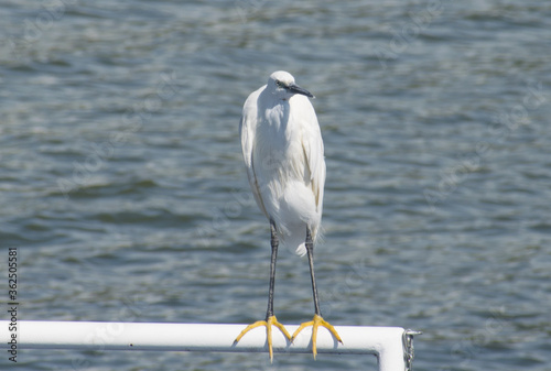 Egret on the waterfront. The bird sits on a metal bar. © bogdan vacarciuc