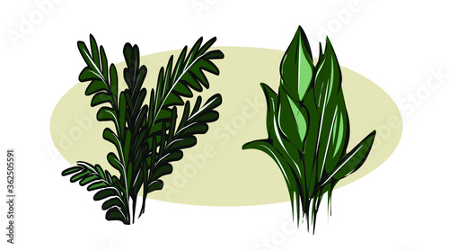 Vector Botanical banners with leaves.Monstera.Design of natural cosmetics, medical and Ayurvedic products, yoga center.Greeting card, wedding invitation.Isolated objects.