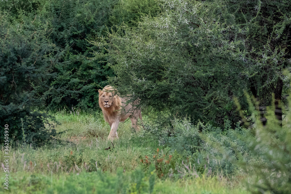 Lion Lion
