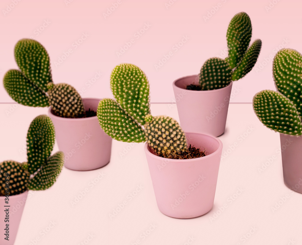 cactus en macetas rosas cactus en macetas rosas