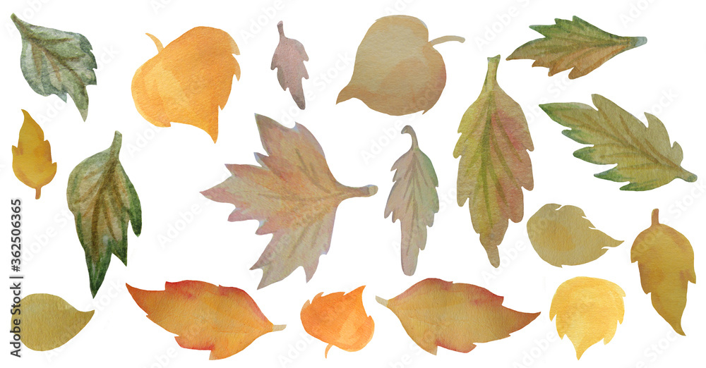 Fototapeta premium Fall. Yellow and green leaves of different shapes. Watercolor illustration. Isolated white background