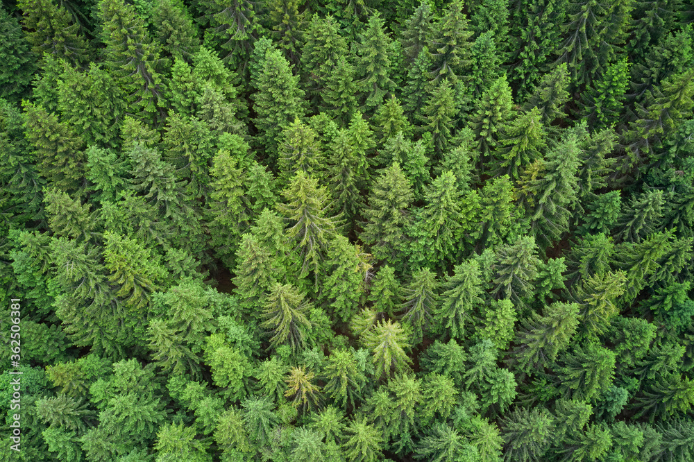 Plantation of spruce trees. Top down aerial view. Green spruce on the slope aerial view. Aerial view from above on the green trees in the forest. Background forest view from above. Dense pine forest