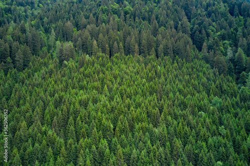 Background with forest of pines Alpine spruce forest on a hill. Plantation of spruce trees. Top down aerial view. Green spruce on the slope aerial view from the side.