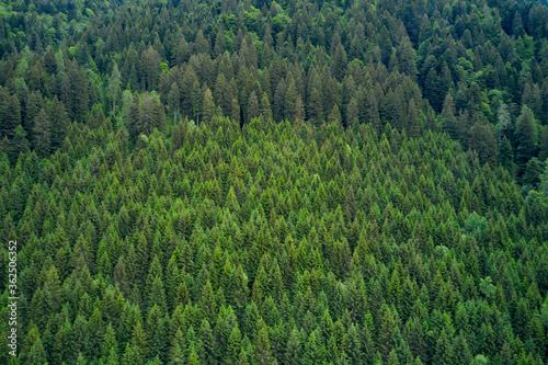 Background with forest of pines  Alpine spruce forest on a hill. Plantation of spruce trees. Top down aerial view. Green spruce on the slope aerial view from the side.