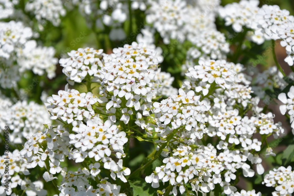 Sweet Alyssum flowers. Small white Lobularia Maritima flower plant for garden borders, alpine rock gardens or hanging baskets. Beautiful summer nature. Sweet Alyssum flowers. Small white Lobularia Maritima flower plant for garden borders, alpine rock gardens or hanging baskets. Beautiful summer nature.