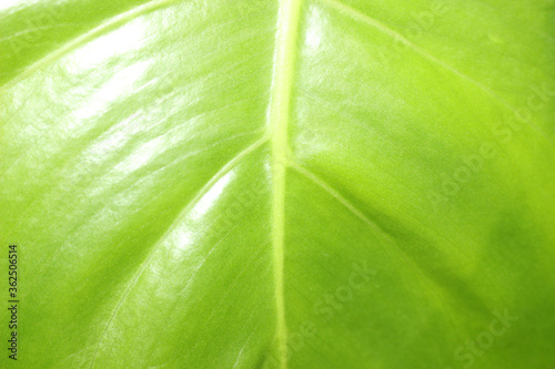 エコ背景_葉っぱ_2007