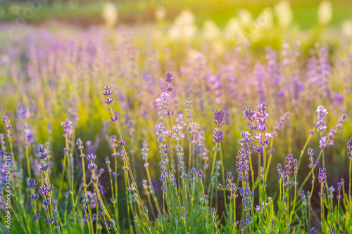 Blooming lavender in summer